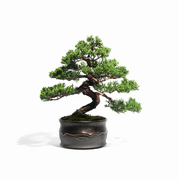 真柏 -模様木- （推定樹齢30年）